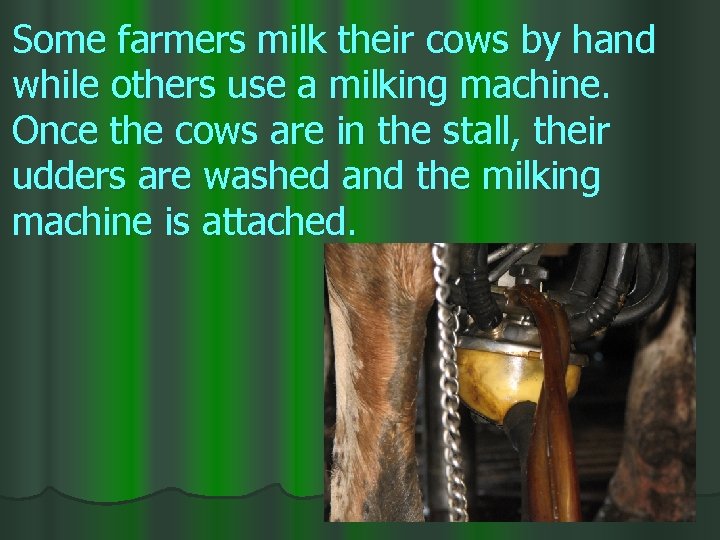 Some farmers milk their cows by hand while others use a milking machine. Once