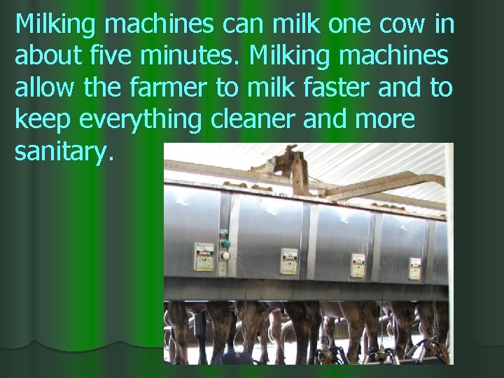 Milking machines can milk one cow in about five minutes. Milking machines allow the