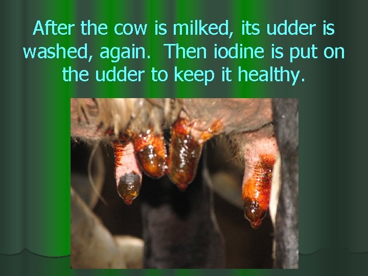 After the cow is milked, its udder is washed, again. Then iodine is put