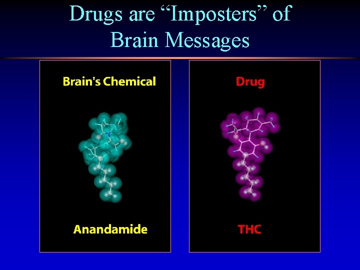 Drugs are “Imposters” of Brain Messages 