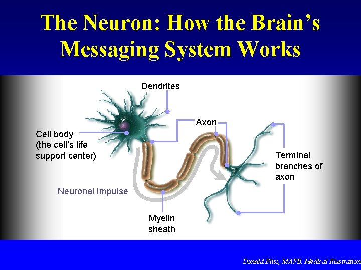 The Neuron: How the Brain’s Messaging System Works Dendrites Axon Cell body (the cell’s