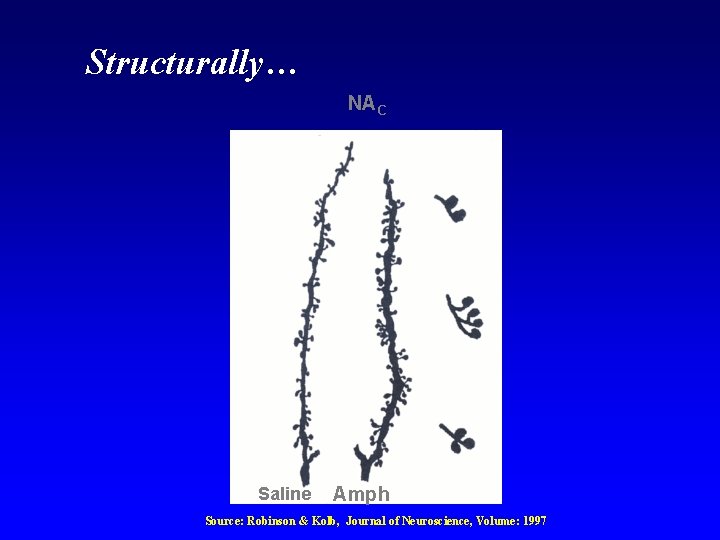 Structurally… NAC Saline Amph Source: Robinson & Kolb, Journal of Neuroscience, Volume: 1997 