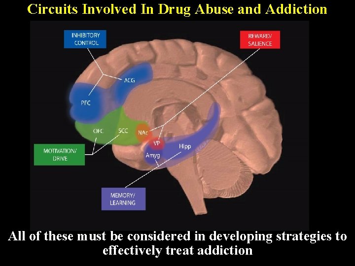 Circuits Involved In Drug Abuse and Addiction All of these must be considered in