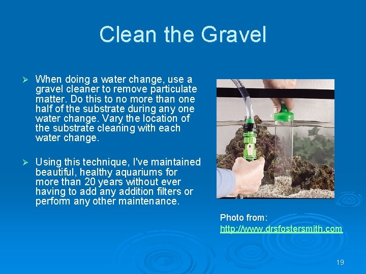 Clean the Gravel Ø When doing a water change, use a gravel cleaner to