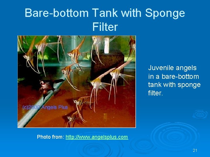 Bare-bottom Tank with Sponge Filter Juvenile angels in a bare-bottom tank with sponge filter.