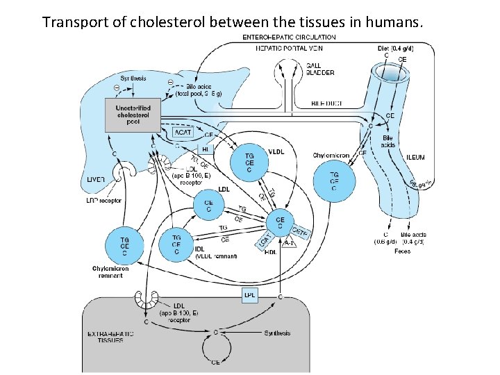 Transport of cholesterol between the tissues in humans. 