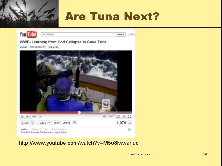 Are Tuna Next? http: //www. youtube. com/watch? v=M 5 o 8 lwwanuc Food Resources