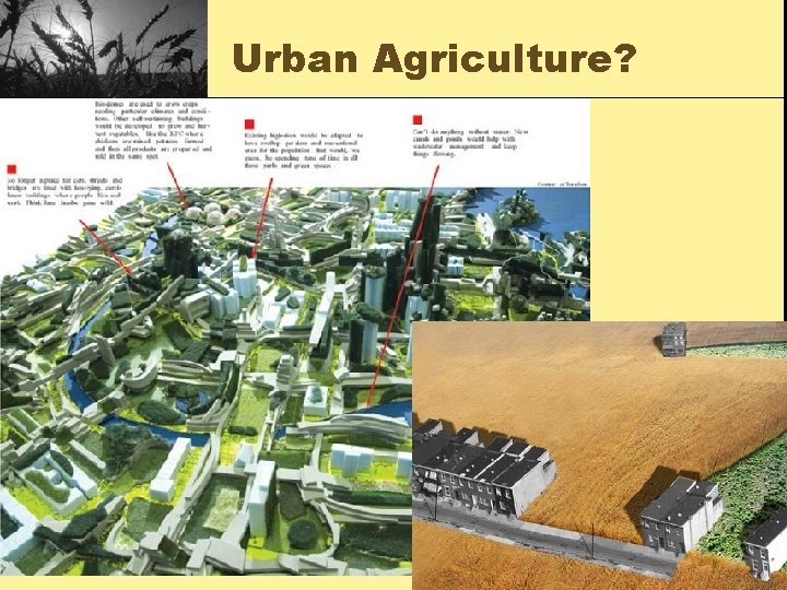 Urban Agriculture? Food Resources 57 