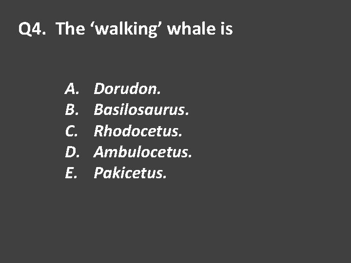 Q 4. The ‘walking’ whale is A. B. C. D. E. Dorudon. Basilosaurus. Rhodocetus.