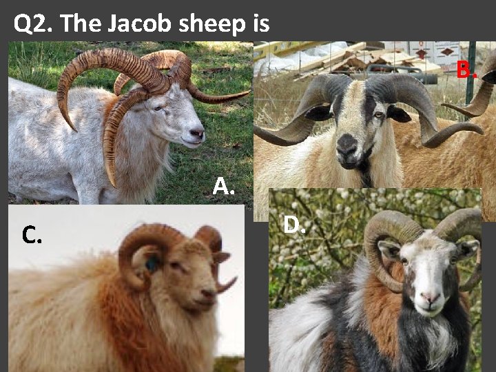 Q 2. The Jacob sheep is B. A. C. D. 