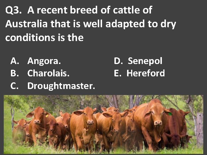 Q 3. A recent breed of cattle of Australia that is well adapted to