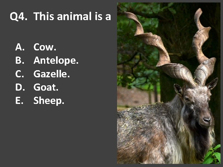 Q 4. This animal is a A. B. C. D. E. Cow. Antelope. Gazelle.