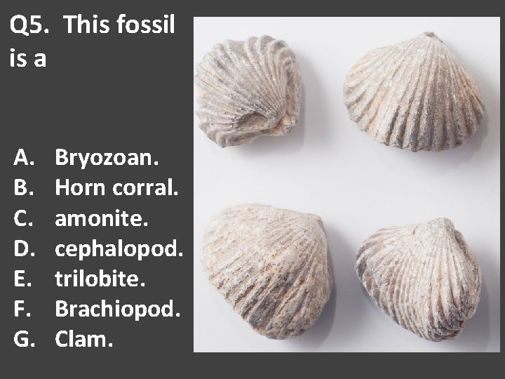 Q 5. This fossil is a A. B. C. D. E. F. G. Bryozoan.