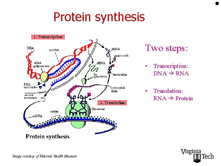 Protein synthesis Two steps: • Transcription: DNA RNA • Translation: RNA Protein Image courtesy