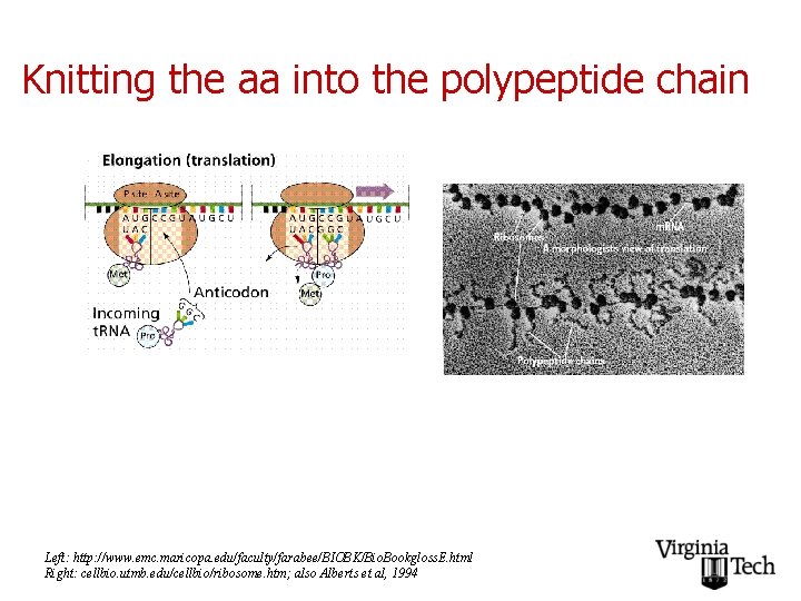 Knitting the aa into the polypeptide chain Left: http: //www. emc. maricopa. edu/faculty/farabee/BIOBK/Bio. Bookgloss.