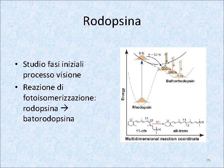 Rodopsina • Studio fasi iniziali processo visione • Reazione di fotoisomerizzazione: rodopsina batorodopsina 25