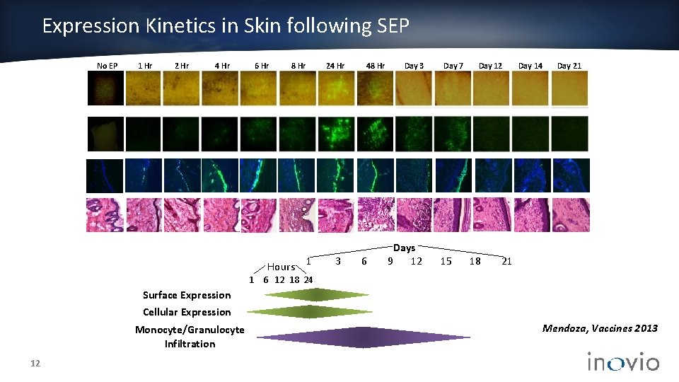 Expression Kinetics in Skin following SEP No EP 1 Hr 2 Hr 4 Hr