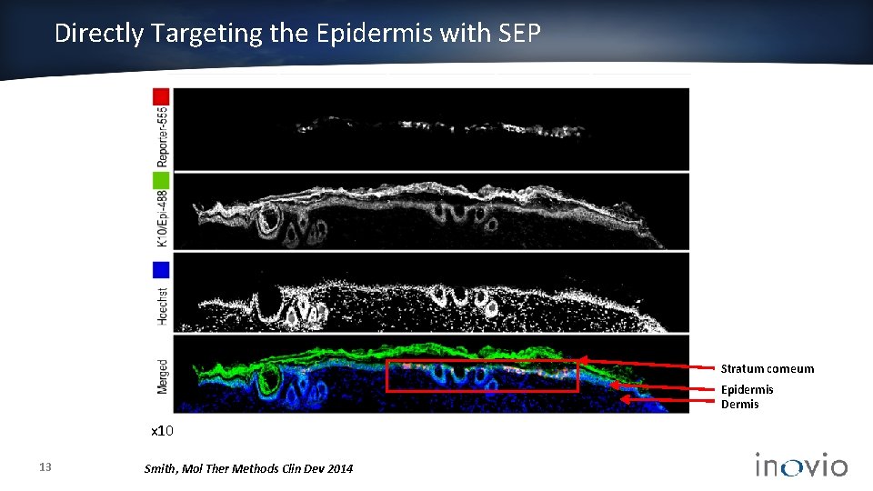 Directly Targeting the Epidermis with SEP Stratum corneum Epidermis Dermis x 10 13 Smith,