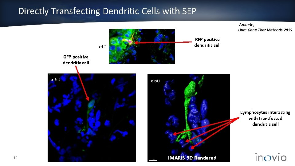 Directly Transfecting Dendritic Cells with SEP Amante, Hum Gene Ther Methods 2015 RFP positive