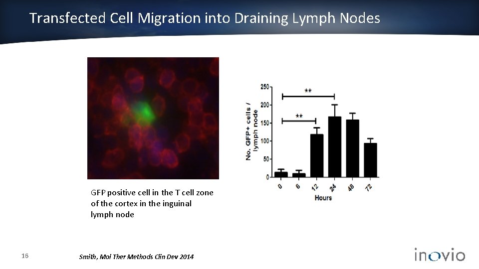 Transfected Cell Migration into Draining Lymph Nodes GFP positive cell in the T cell