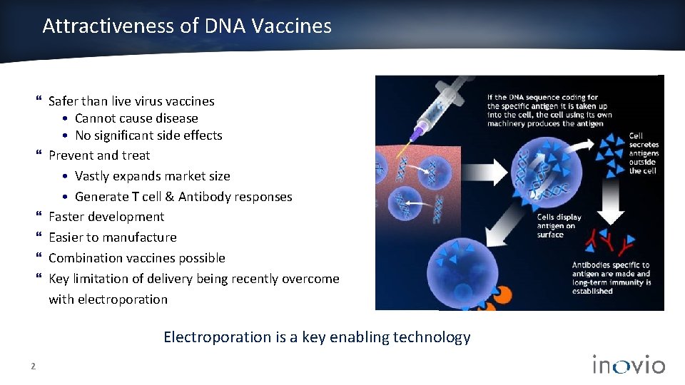 Attractiveness of DNA Vaccines Safer than live virus vaccines • Cannot cause disease •