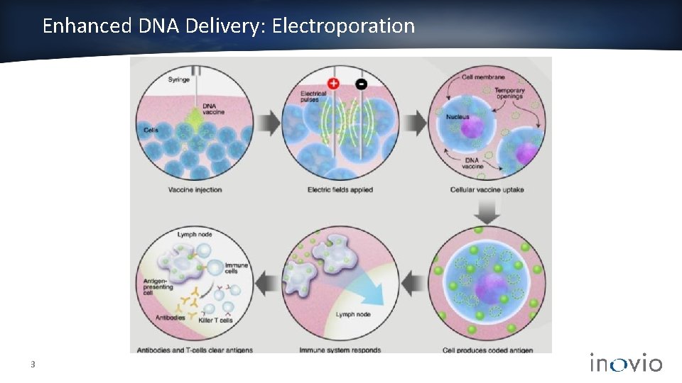 Enhanced DNA Delivery: Electroporation 3 