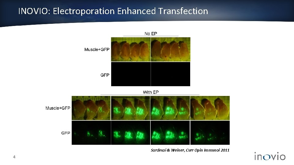 INOVIO: Electroporation Enhanced Transfection Sardesai & Weiner, Curr Opin Immunol 2011 4 