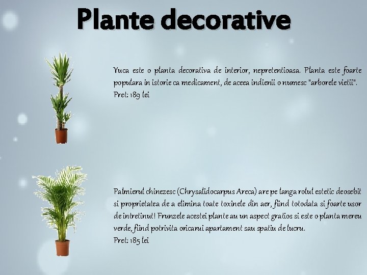 Plante decorative Yuca este o planta decorativa de interior, nepretentioasa. Planta este foarte populara Plante decorative Yuca este o planta decorativa de interior, nepretentioasa. Planta este foarte populara