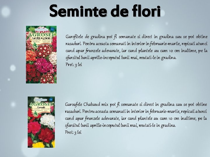Seminte de flori Garofitele de gradina pot fi semanate si direct in gradina sau Seminte de flori Garofitele de gradina pot fi semanate si direct in gradina sau