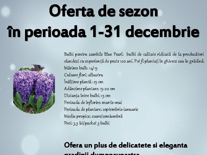 Oferta de sezon în perioada 1 -31 decembrie Bulbi pentru zambile Blue Pearl: bulbi