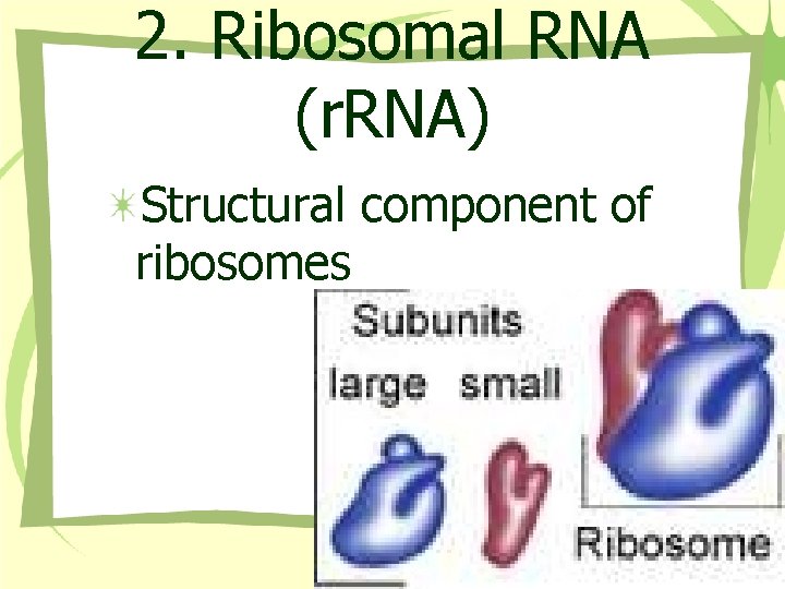 2. Ribosomal RNA (r. RNA) Structural component of ribosomes 