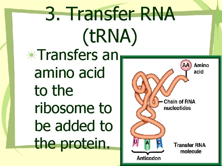 3. Transfer RNA (t. RNA) Transfers an amino acid to the ribosome to be