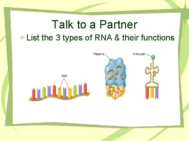 Talk to a Partner List the 3 types of RNA & their functions 