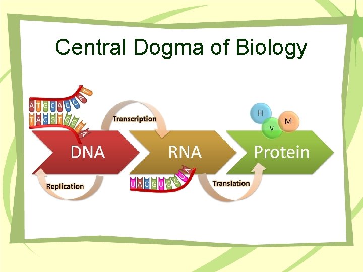 Central Dogma of Biology 