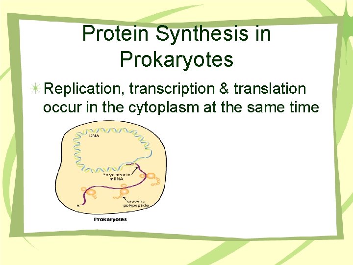 Protein Synthesis in Prokaryotes Replication, transcription & translation occur in the cytoplasm at the