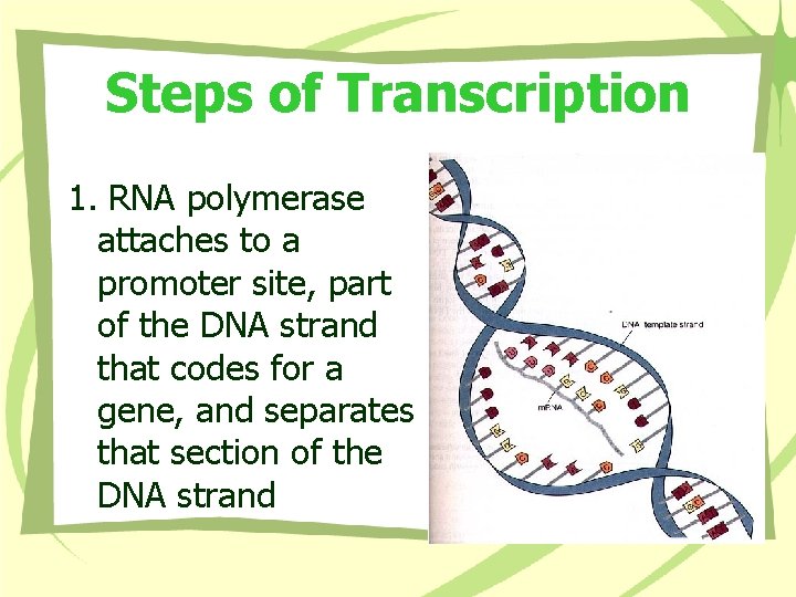 Steps of Transcription 1. RNA polymerase attaches to a promoter site, part of the