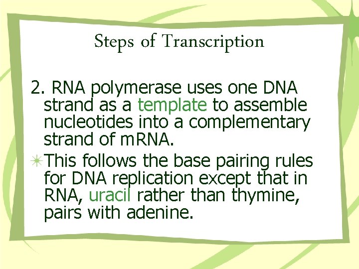 Steps of Transcription 2. RNA polymerase uses one DNA strand as a template to
