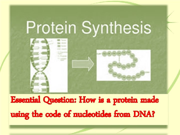 Essential Question: How is a protein made using the code of nucleotides from DNA?