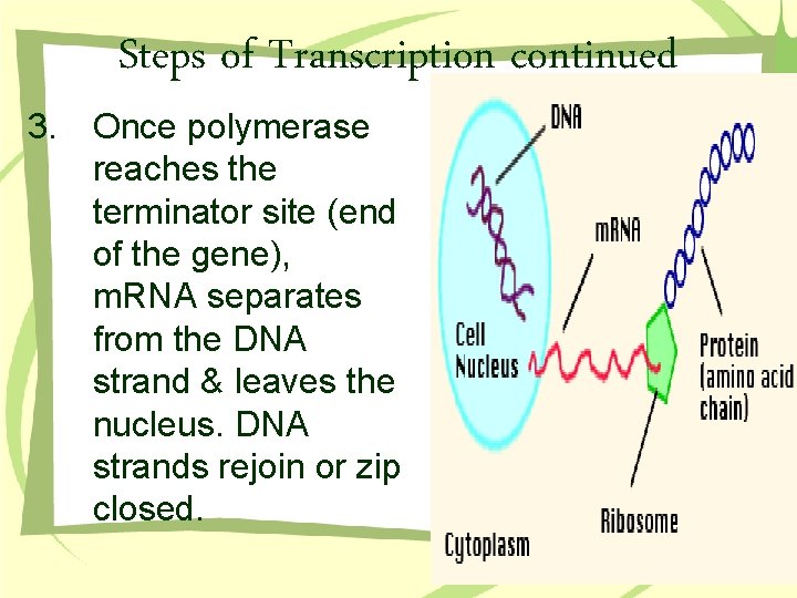 Steps of Transcription continued 3. Once polymerase reaches the terminator site (end of the