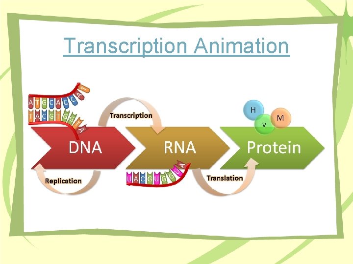 Transcription Animation 