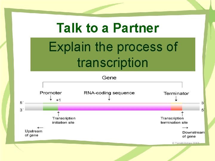 Talk to a Partner Explain the process of transcription 