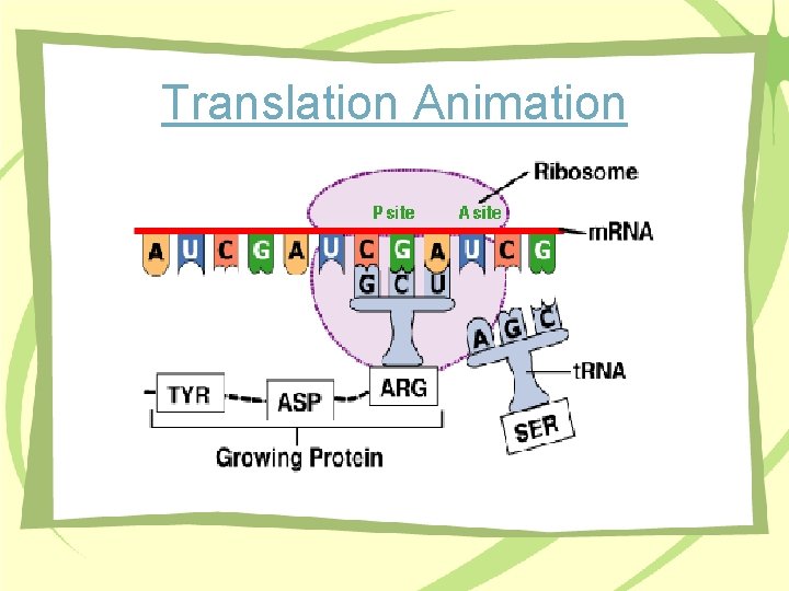 Translation Animation 