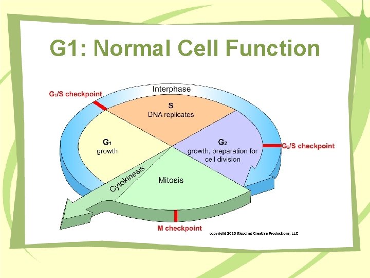 G 1: Normal Cell Function 