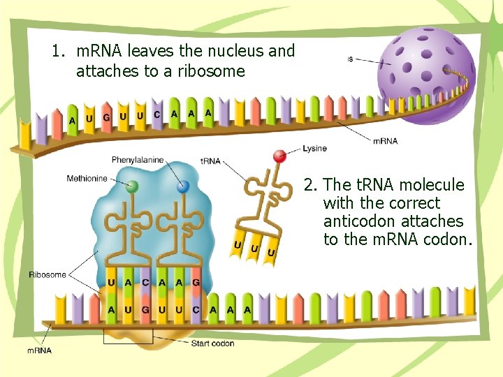 1. m. RNA leaves the nucleus and attaches to a ribosome 2. The t.