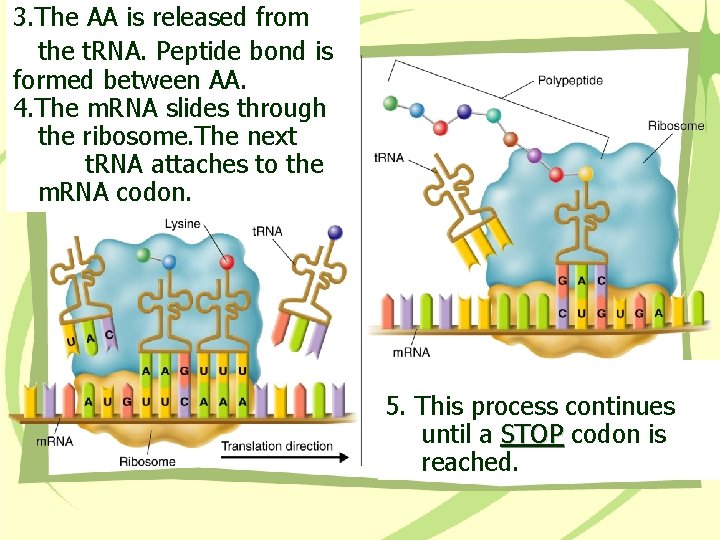 3. The AA is released from the t. RNA. Peptide bond is formed between