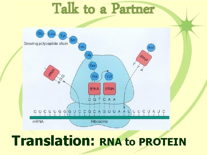 Talk to a Partner Translation: RNA to PROTEIN 