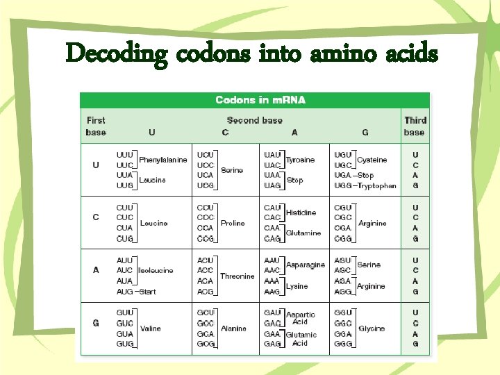 Decoding codons into amino acids 