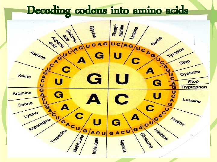 Decoding codons into amino acids 
