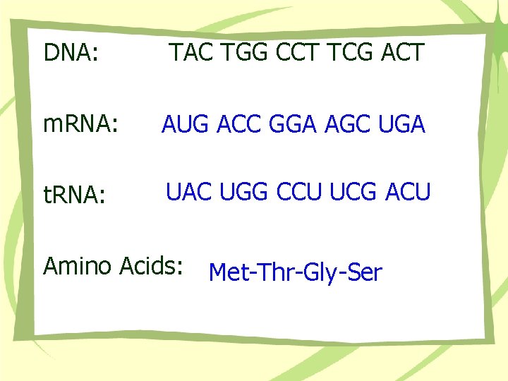 DNA: TAC TGG CCT TCG ACT m. RNA: AUG ACC GGA AGC UGA t.