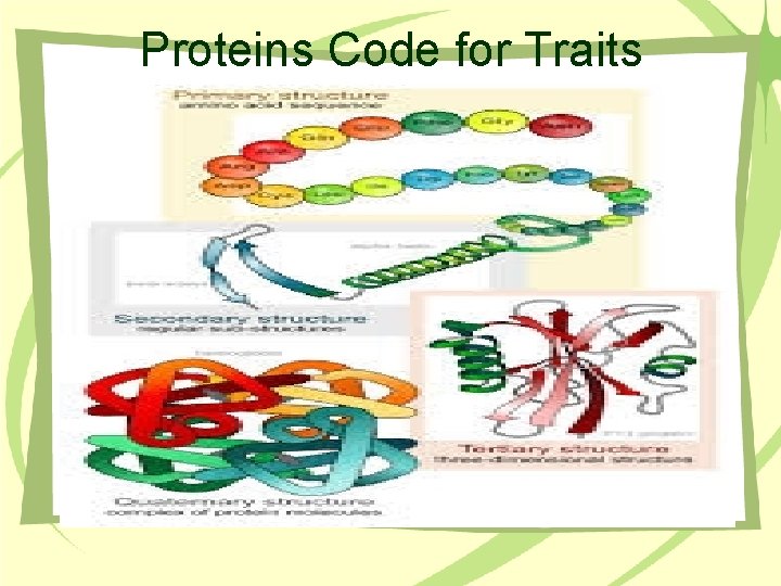 Proteins Code for Traits 